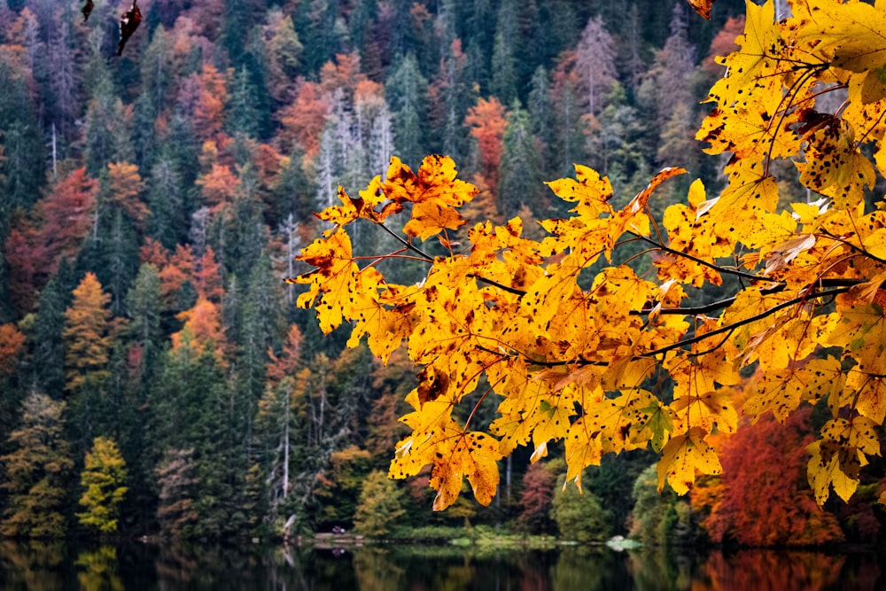 yellow and brown maple tree near lake during daytime