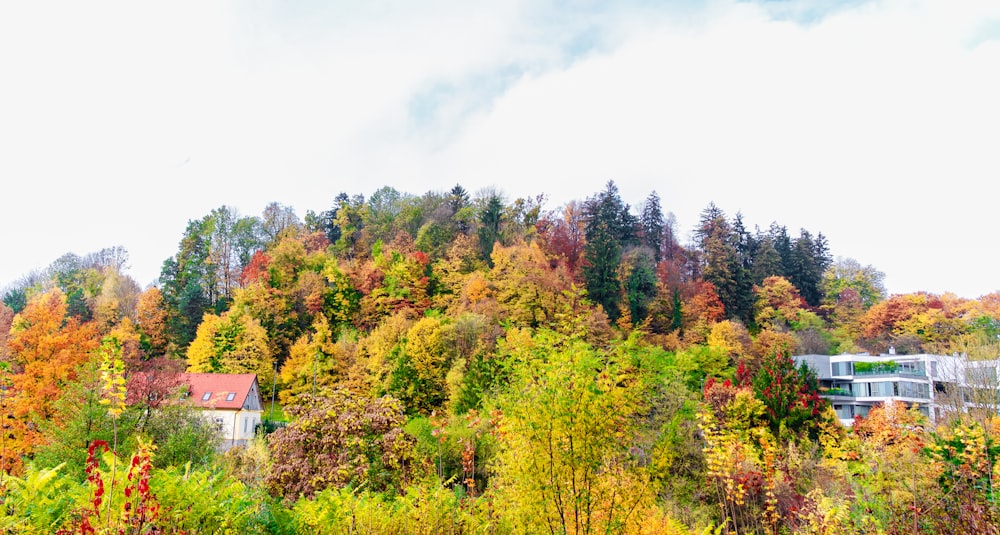 grüne und braune Bäume unter weißem Himmel tagsüber