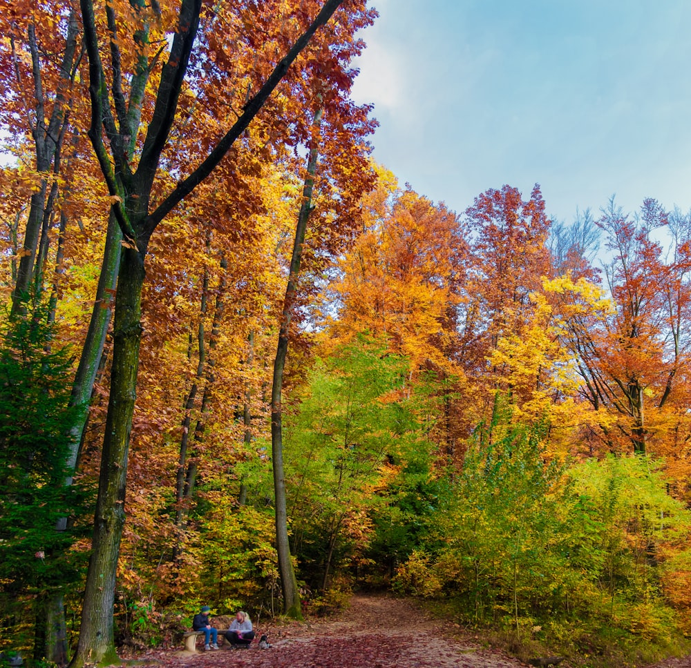 people walking on dirt road between trees during daytime