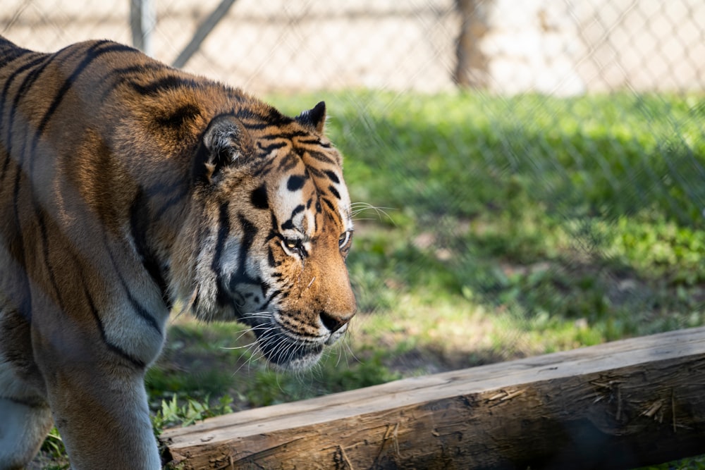 tiger on brown wooden fence during daytime