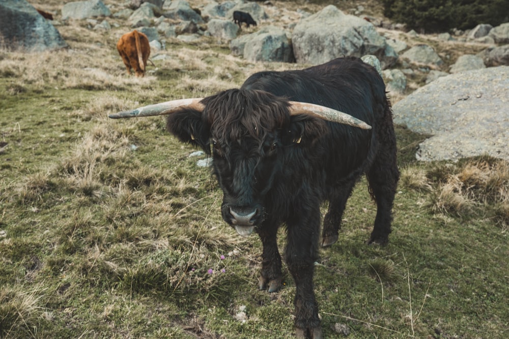 black cow on green grass field during daytime