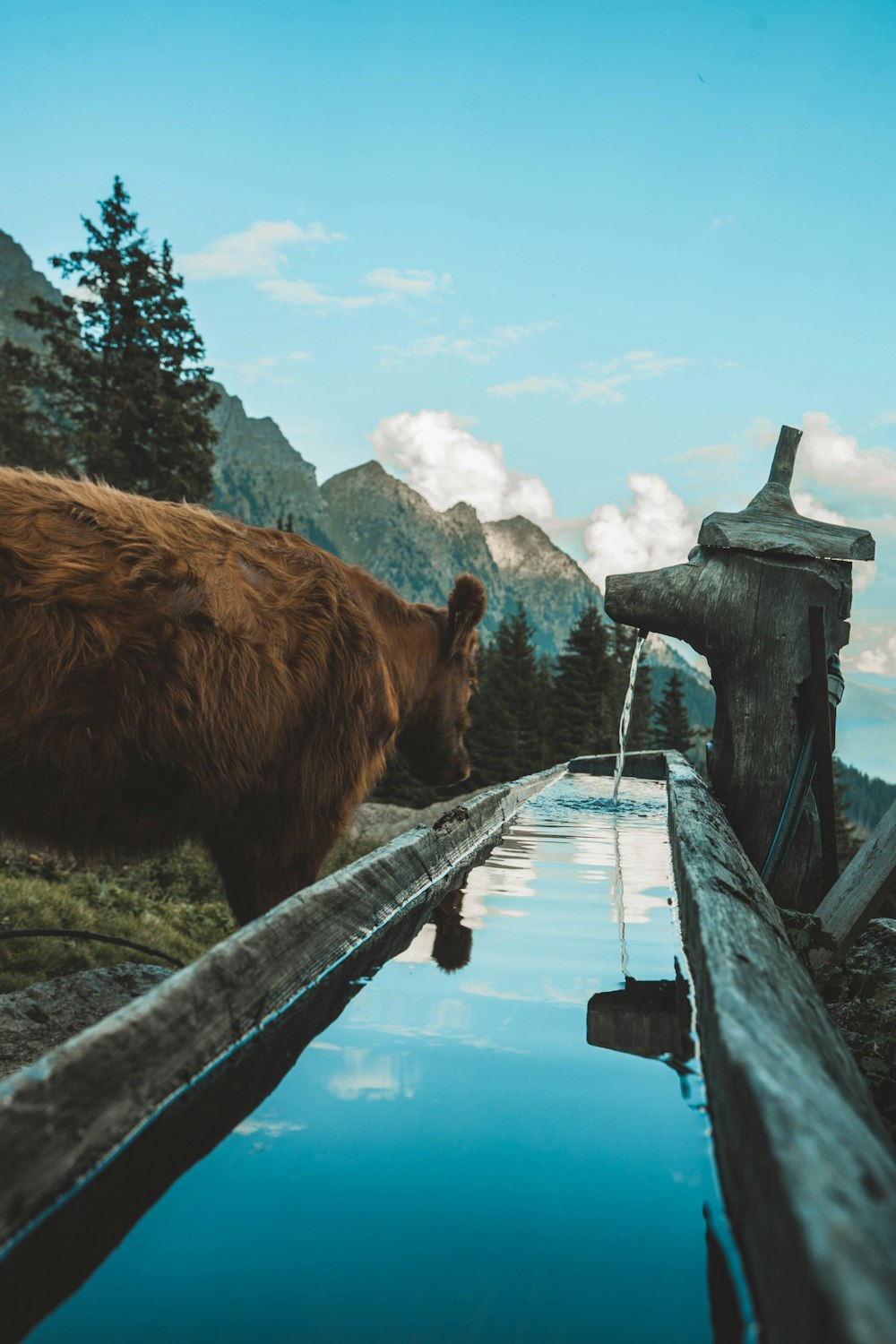 urso marrom no campo verde da grama durante o dia