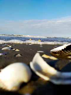 A peaceful beach shoreline with gentle waves and scattered seashells under a soft blue sky.