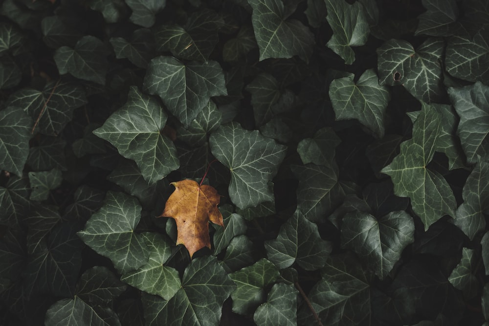 brown dried leaf on green leaves