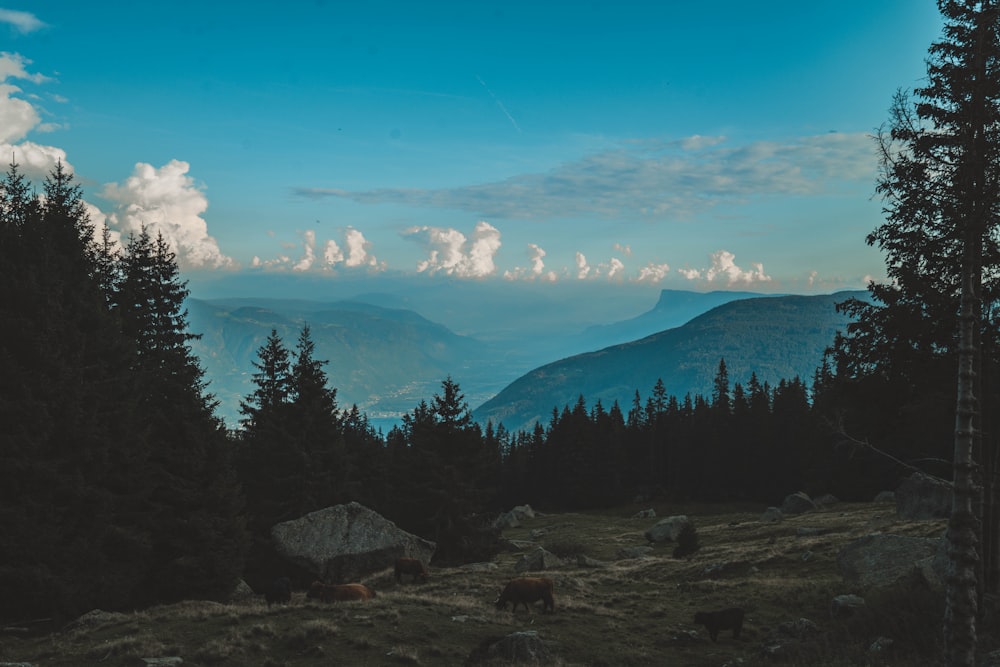 green trees and mountains under blue sky during daytime