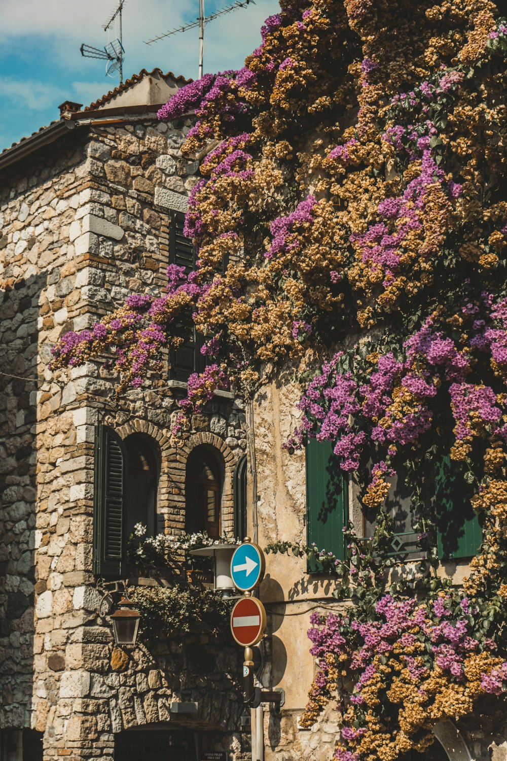 purple flowers on brown brick wall