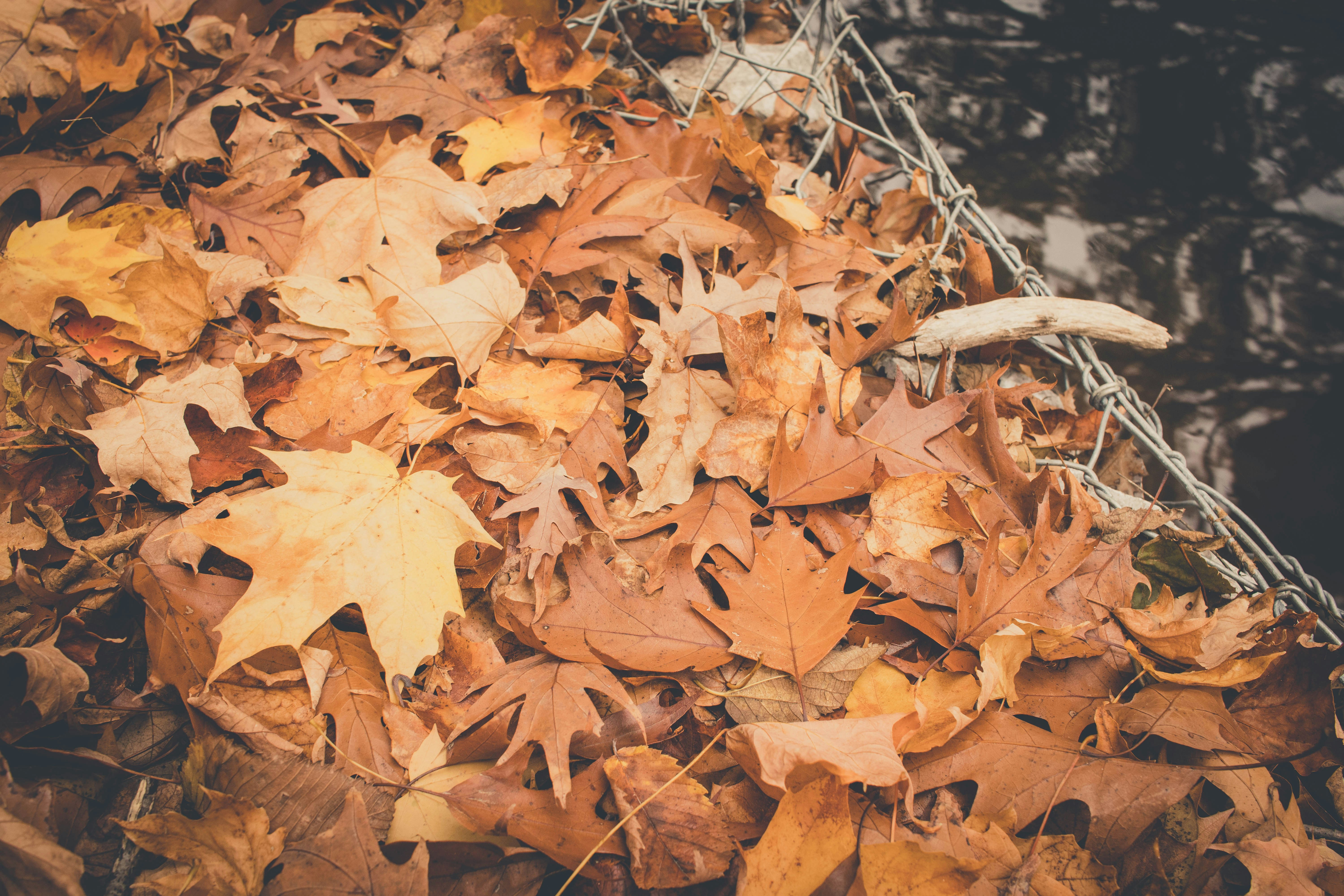 Photo by chrislevn07