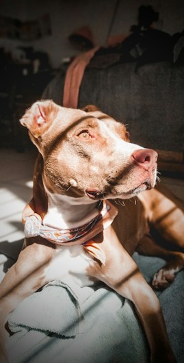 A brown and white dog with a bandana is basking in sunlight indoors, casting a shadow on the floor. The dog appears relaxed, lying on a blanket or towel, with warm tones highlighting its features.