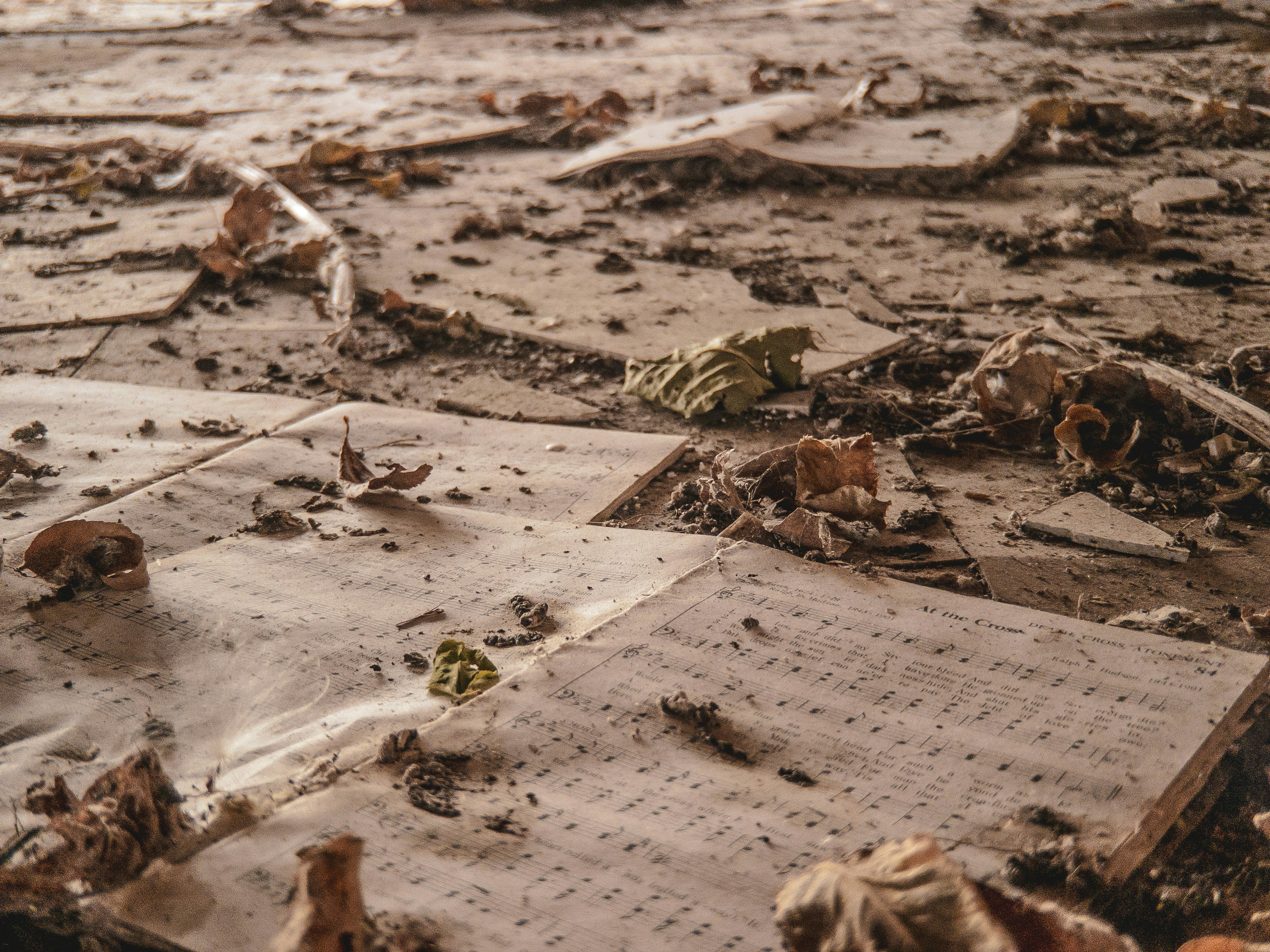 brown dried leaves on white sand
