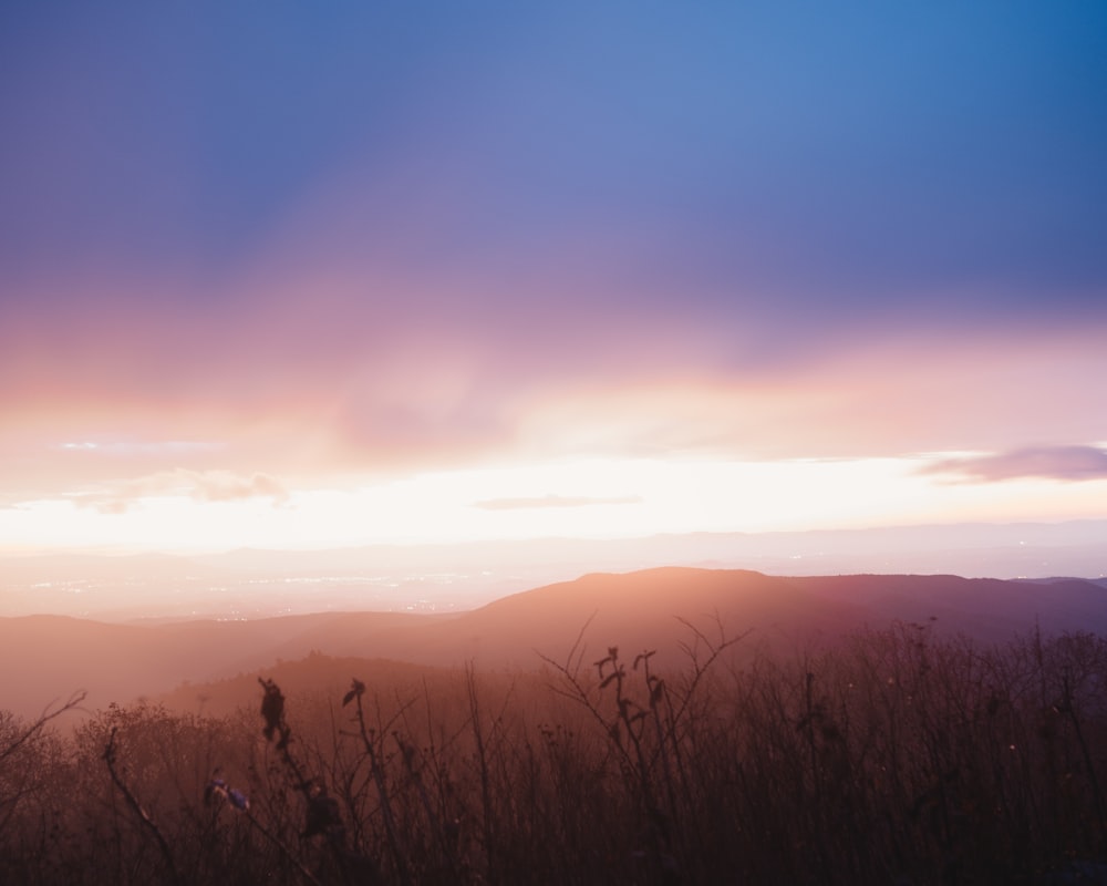 silhouette of grass during sunset