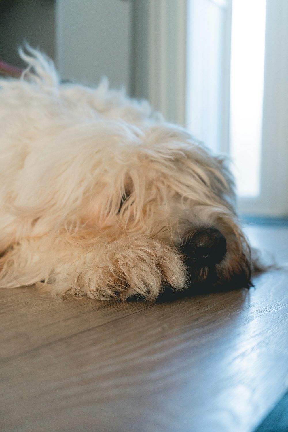 a close up of a dog laying on a wooden floor