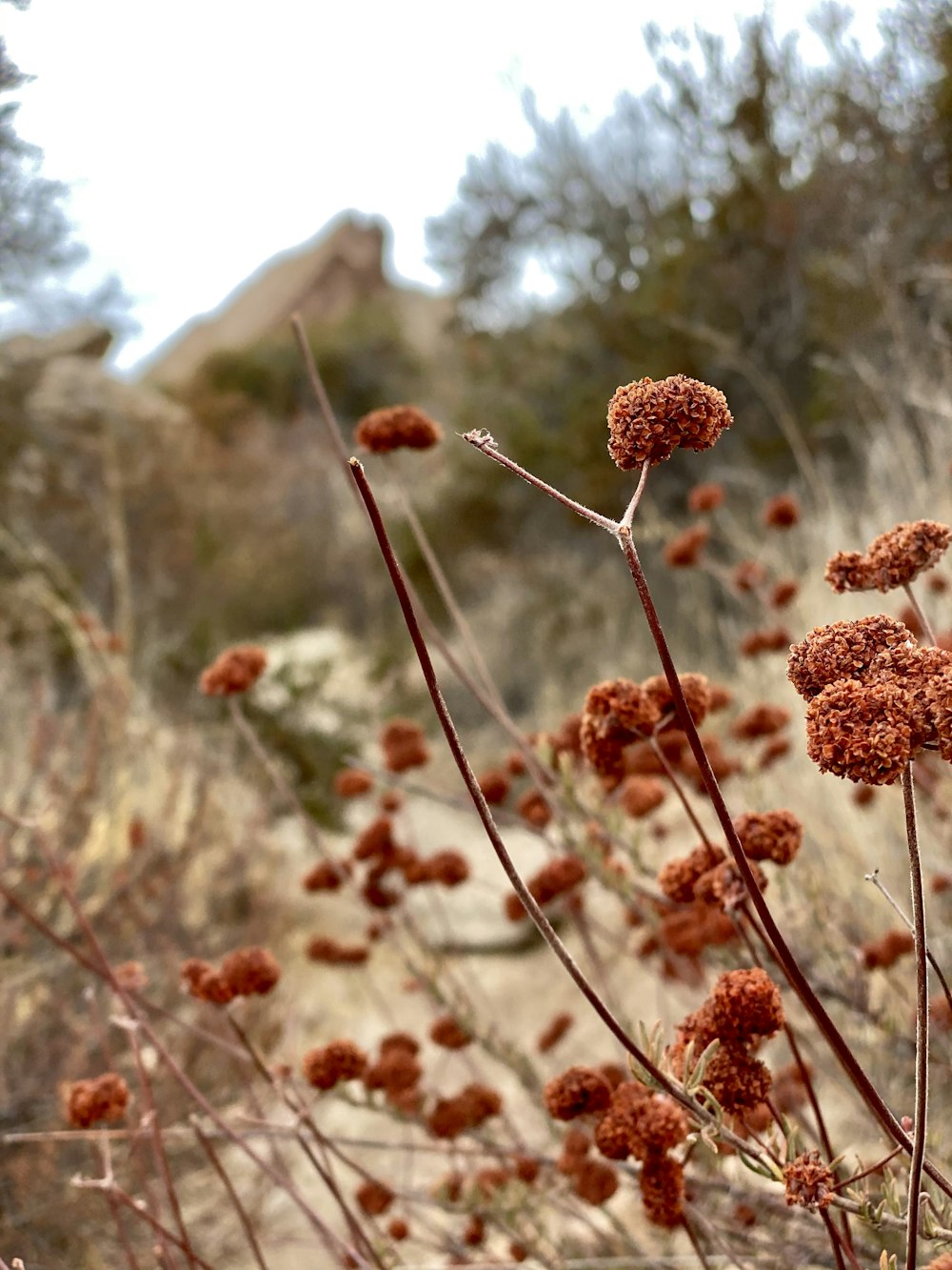 brown flowers in tilt shift lens