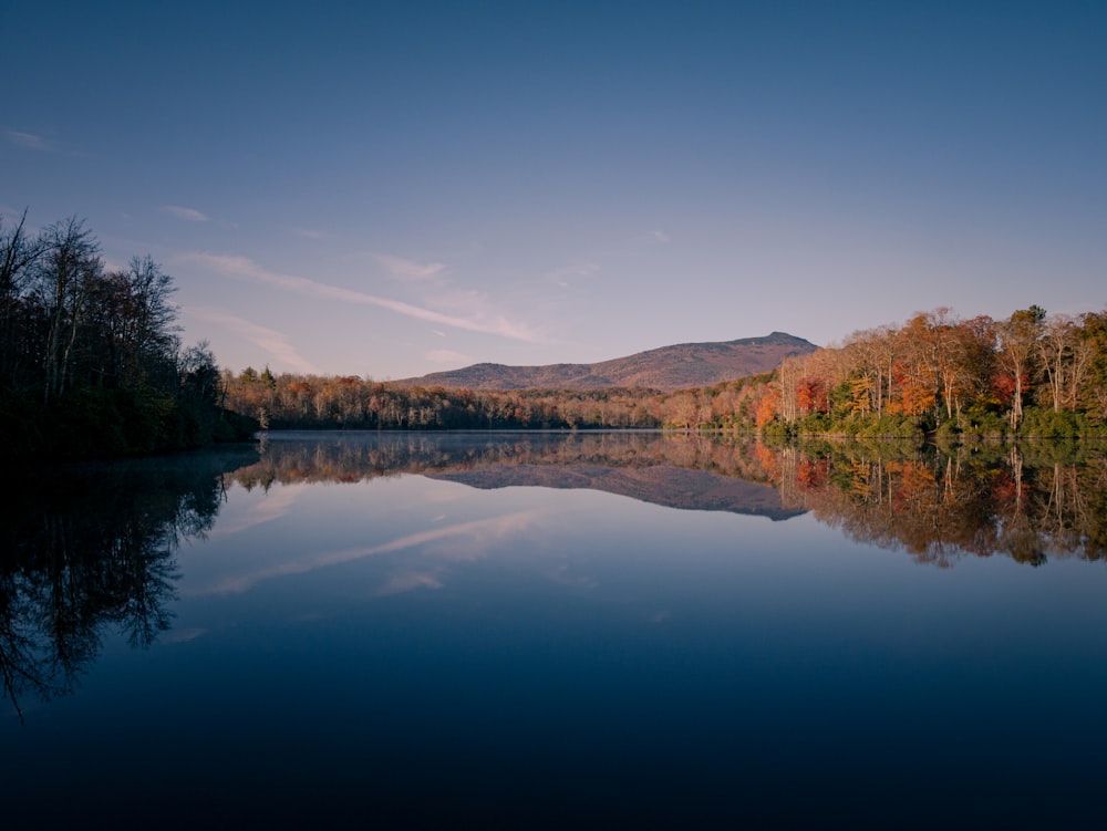 arbres verts et bruns au bord du lac sous le ciel bleu pendant la journée