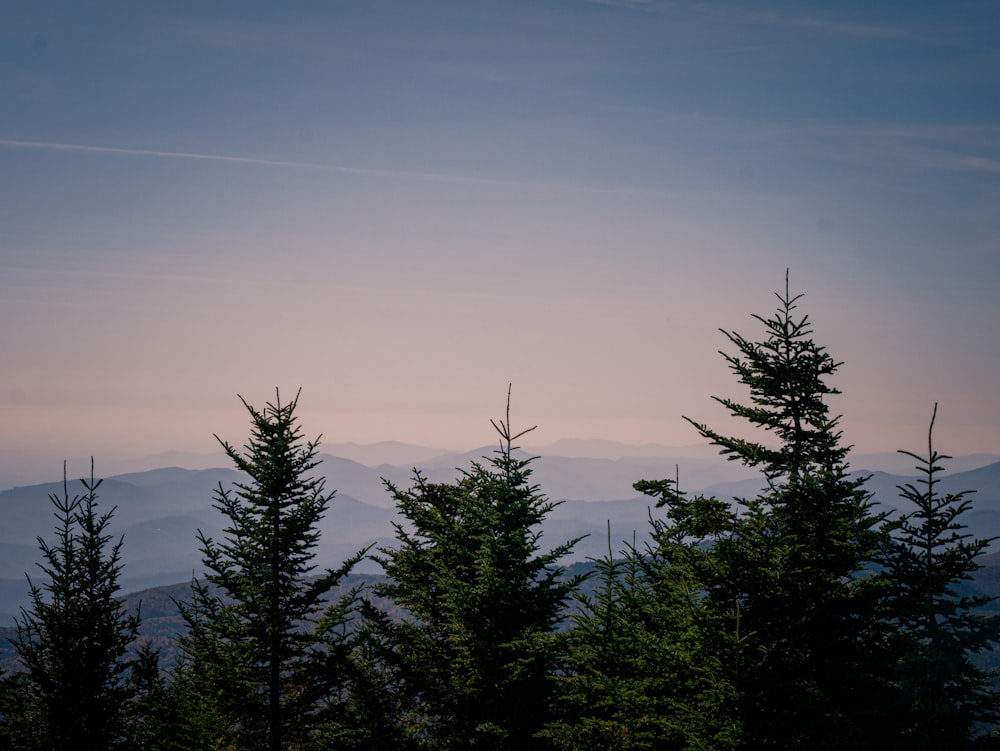 pins verts sur la montagne pendant la journée