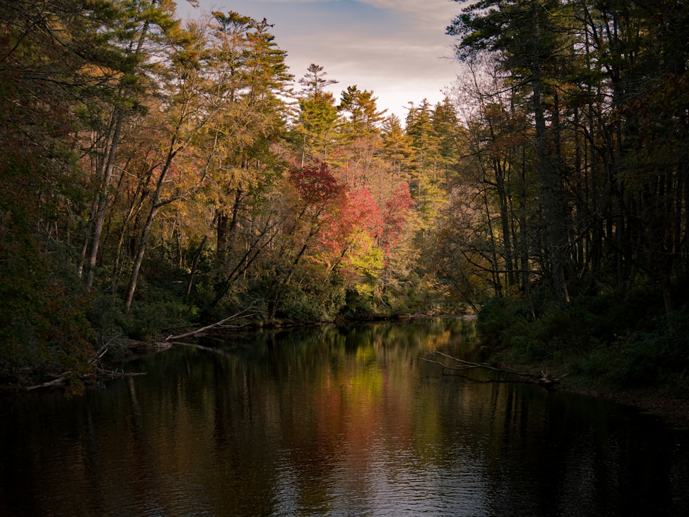 green and brown trees beside river during daytime