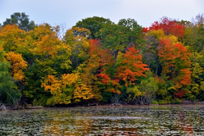 green and orange trees beside body of water during daytime