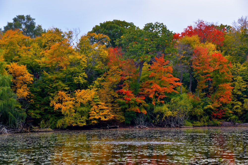 green and orange trees beside body of water during daytime