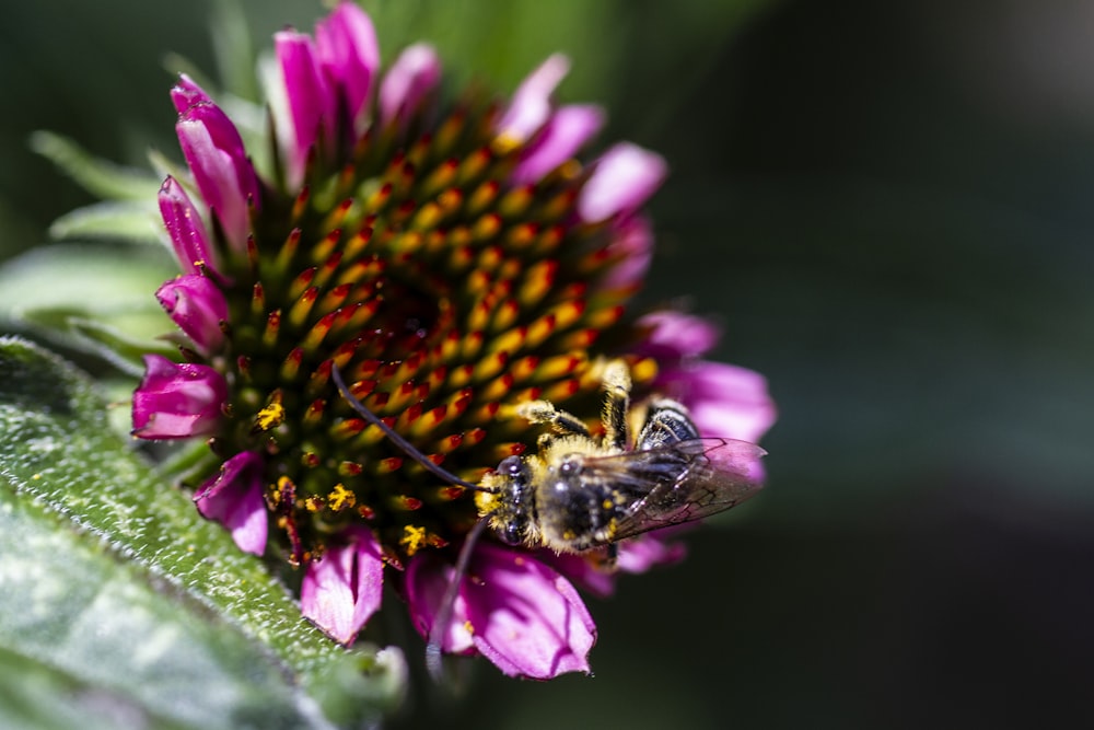 Flor púrpura con abeja en la parte superior