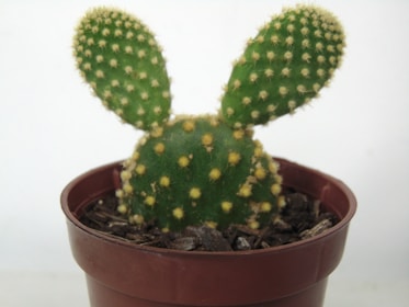 A small cactus plant with two oval-shaped pads resembling ears is placed in a brown plastic pot filled with soil. The cactus has a green surface with small, evenly spaced yellow spines.