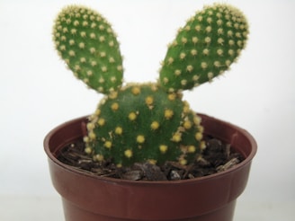 A small cactus plant with two oval-shaped pads resembling ears is placed in a brown plastic pot filled with soil. The cactus has a green surface with small, evenly spaced yellow spines.