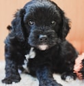 black and white long coat small dog