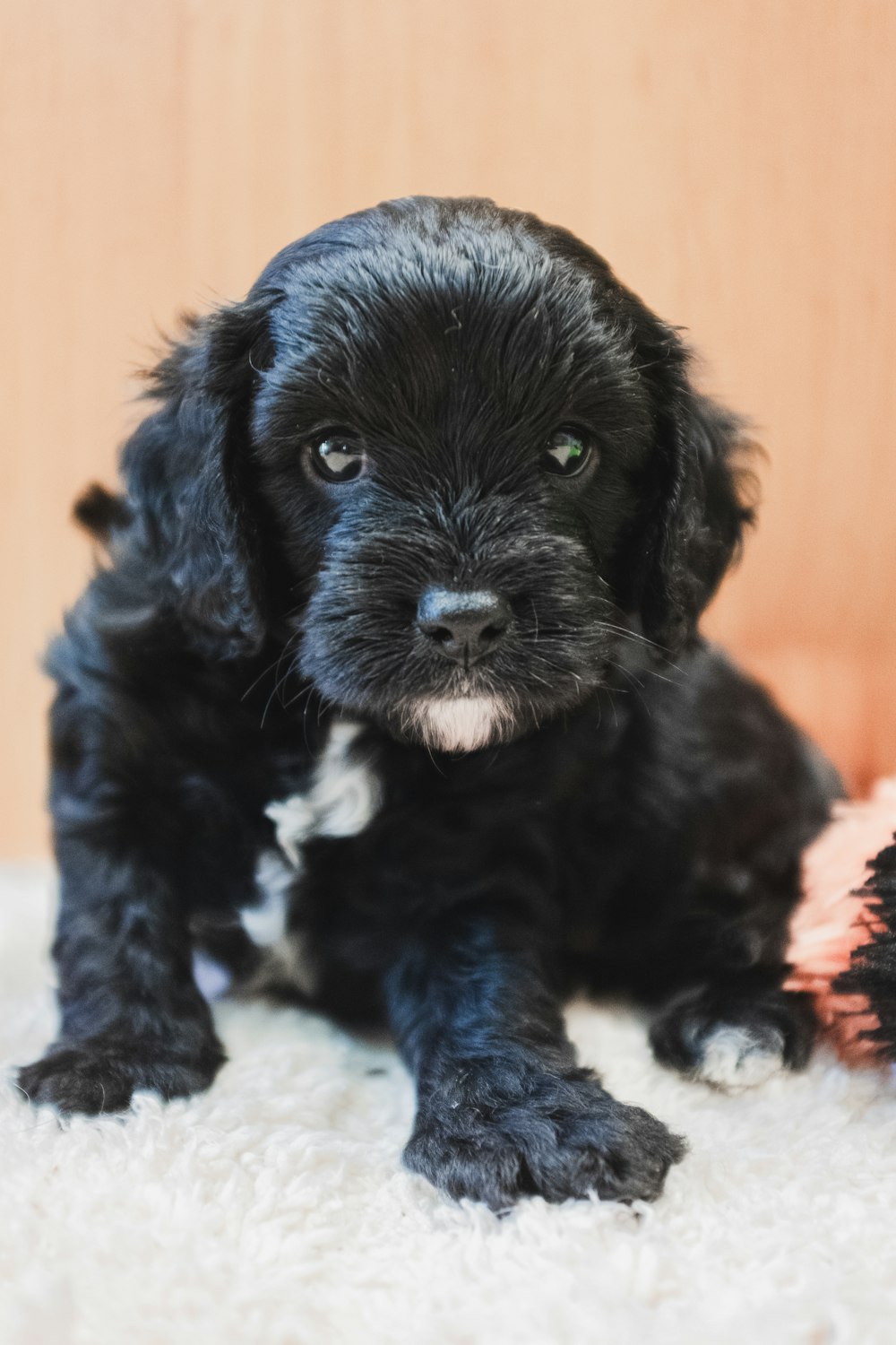 black and white long coat small dog