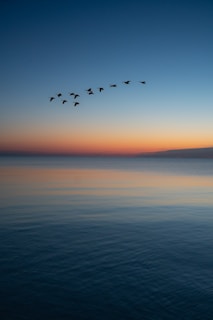 birds flying over the sea during sunset