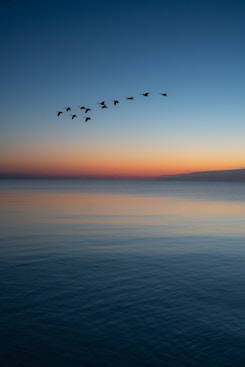 birds flying over the sea during sunset