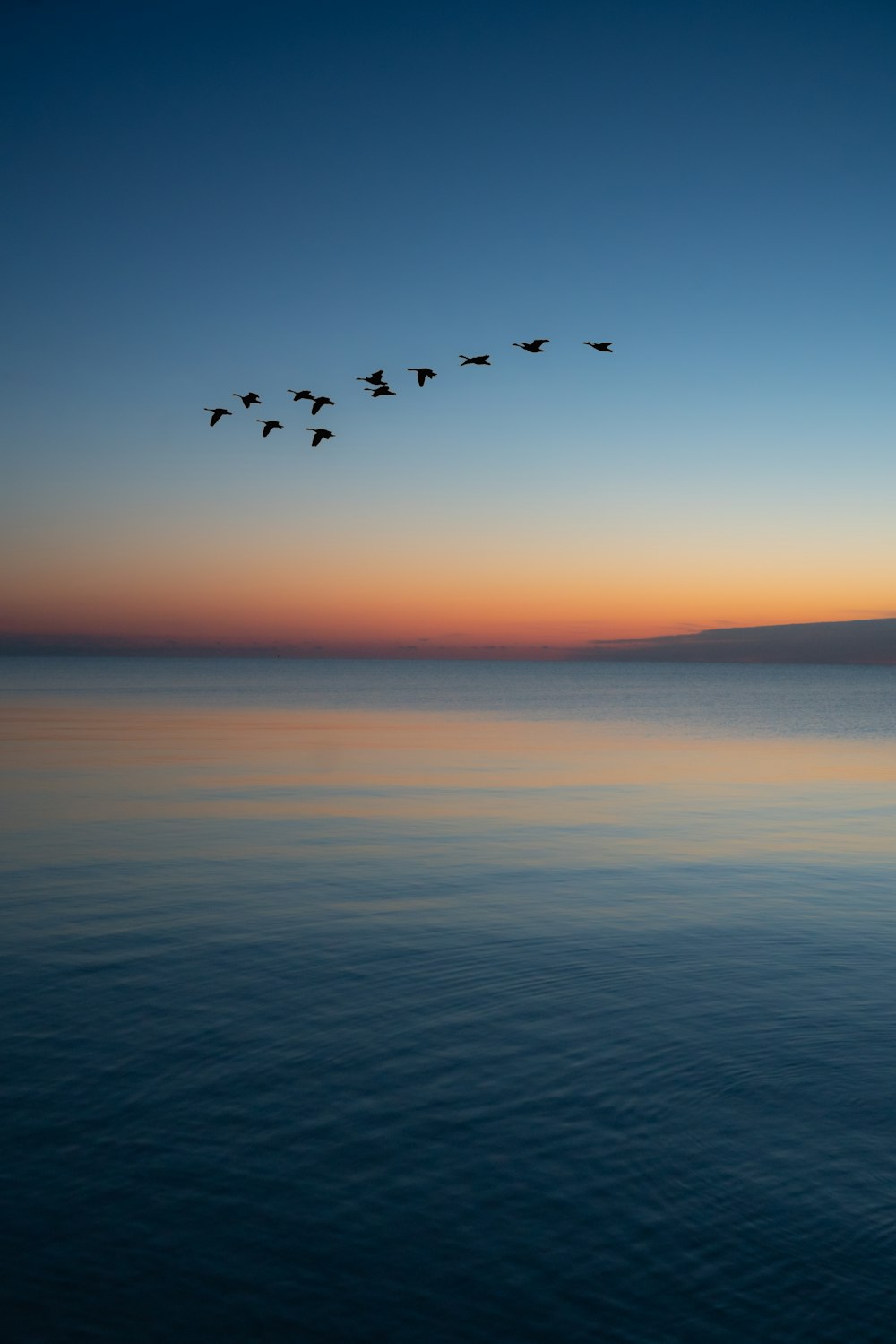 pássaros voando sobre o mar durante o pôr do sol