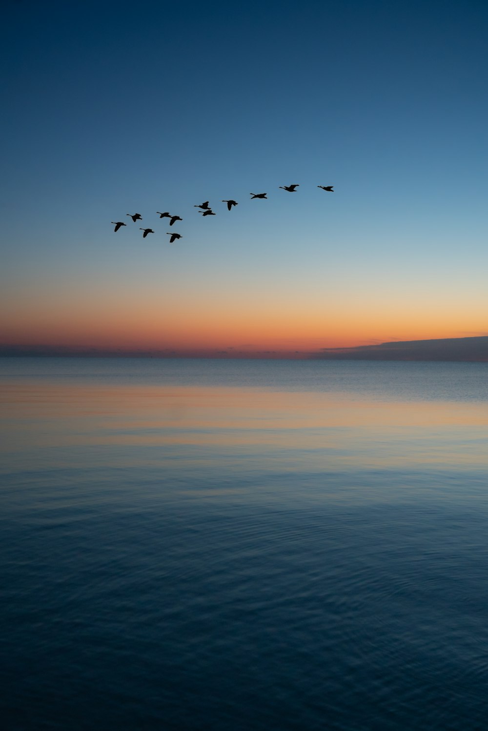 夕暮れ時に海の上を飛ぶ鳥たち