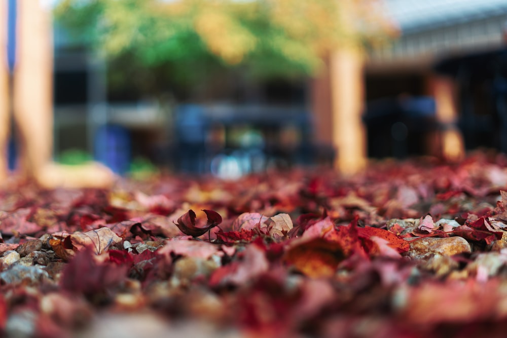 folhas vermelhas e marrons no chão