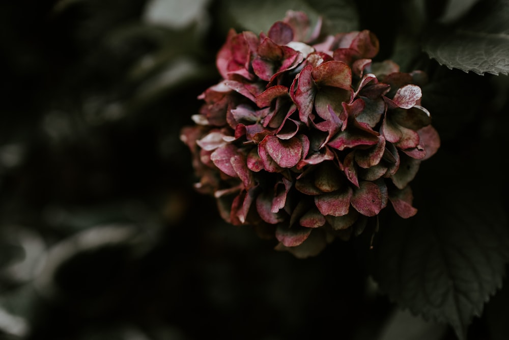 pink flower in tilt shift lens