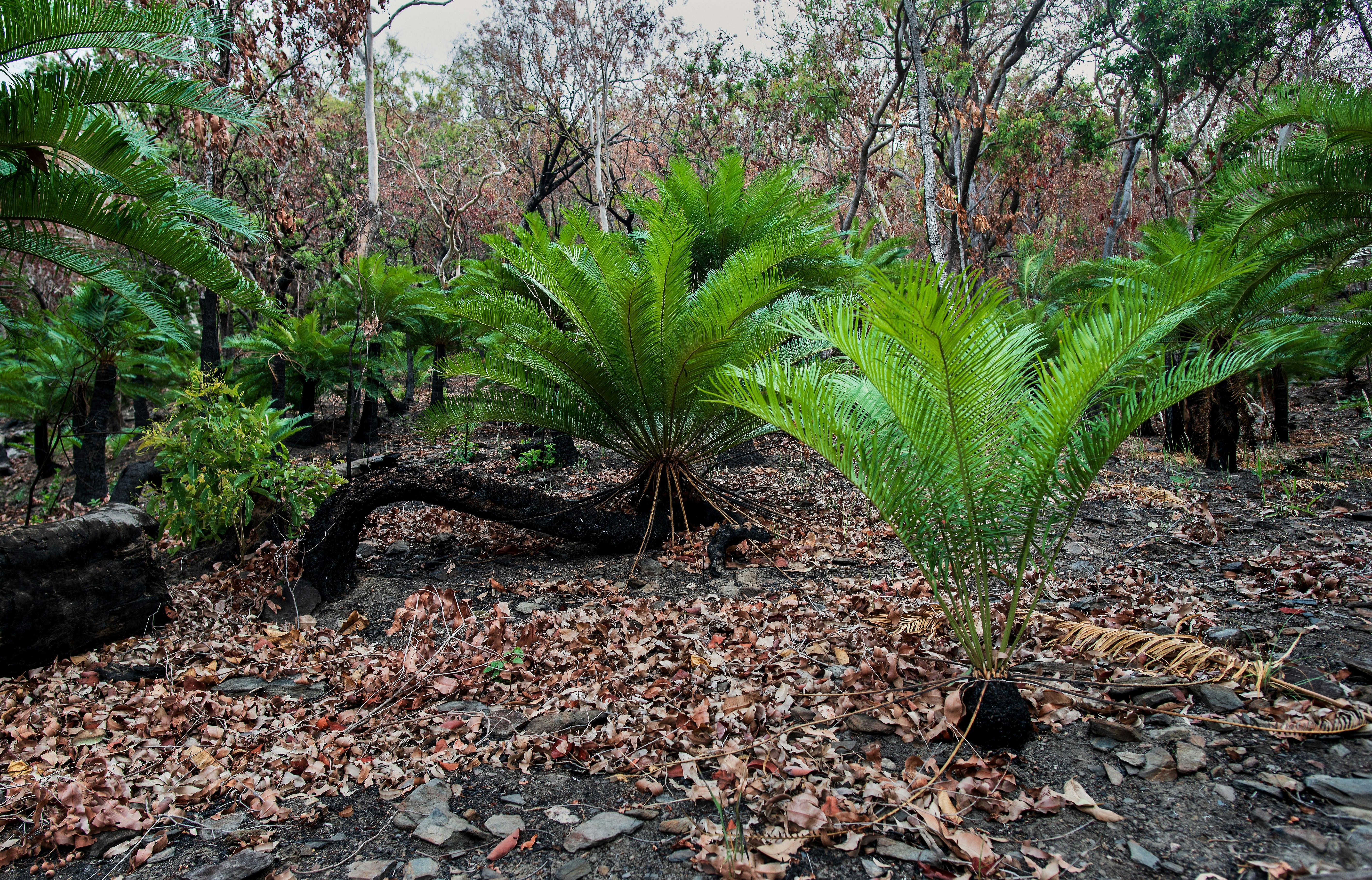 green palm tree on rocky ground