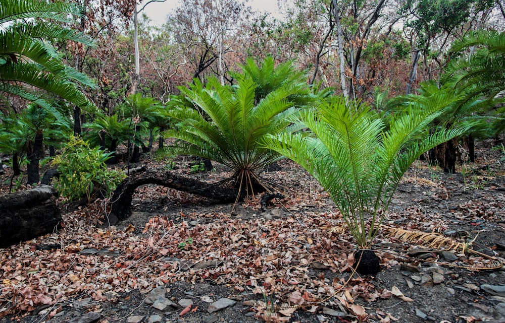 green palm tree on rocky ground