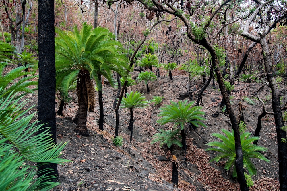 green trees on brown soil