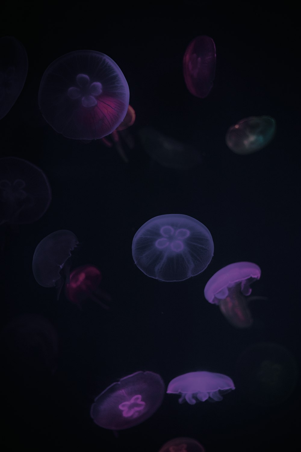 pink jelly fish in water