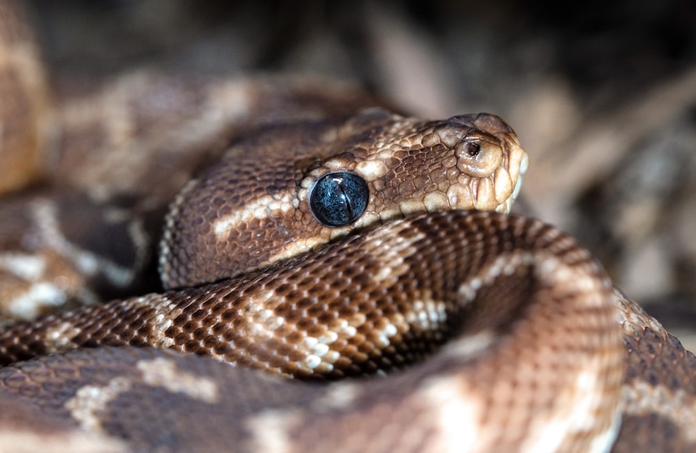 Serpiente marrón en fotografía de primer plano