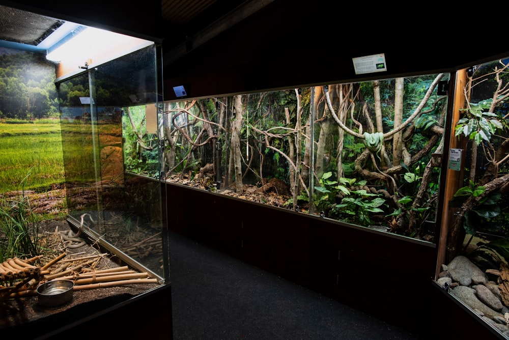 green plants in black and brown wooden frame