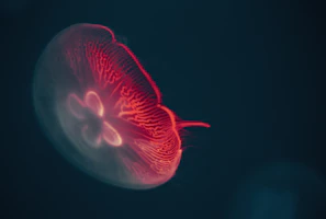 An artistic shot of a jellyfish glowing softly in the dark ocean depths.