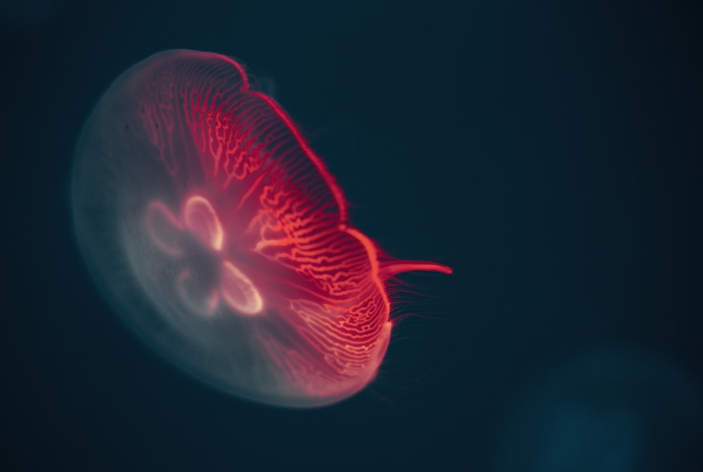 red jellyfish in dark room