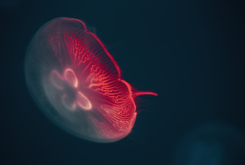 méduse rouge dans une chambre noire