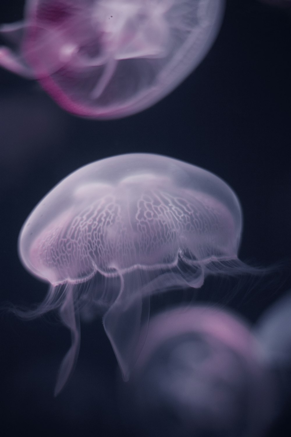 white jelly fish in water