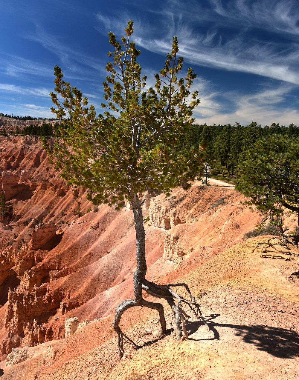 green tree on brown rock formation during daytime