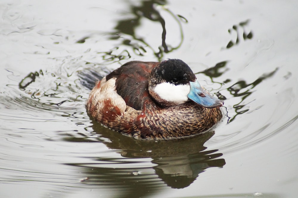 brown and white duck on water