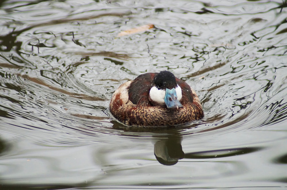 brown and black duck on water