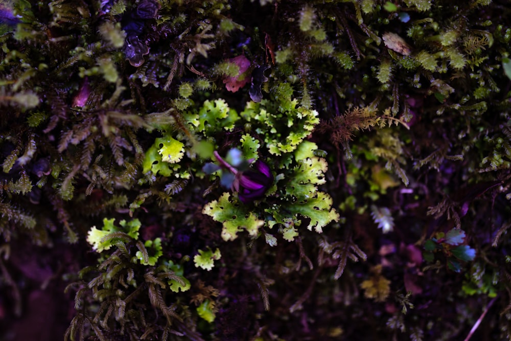 purple flower with green leaves