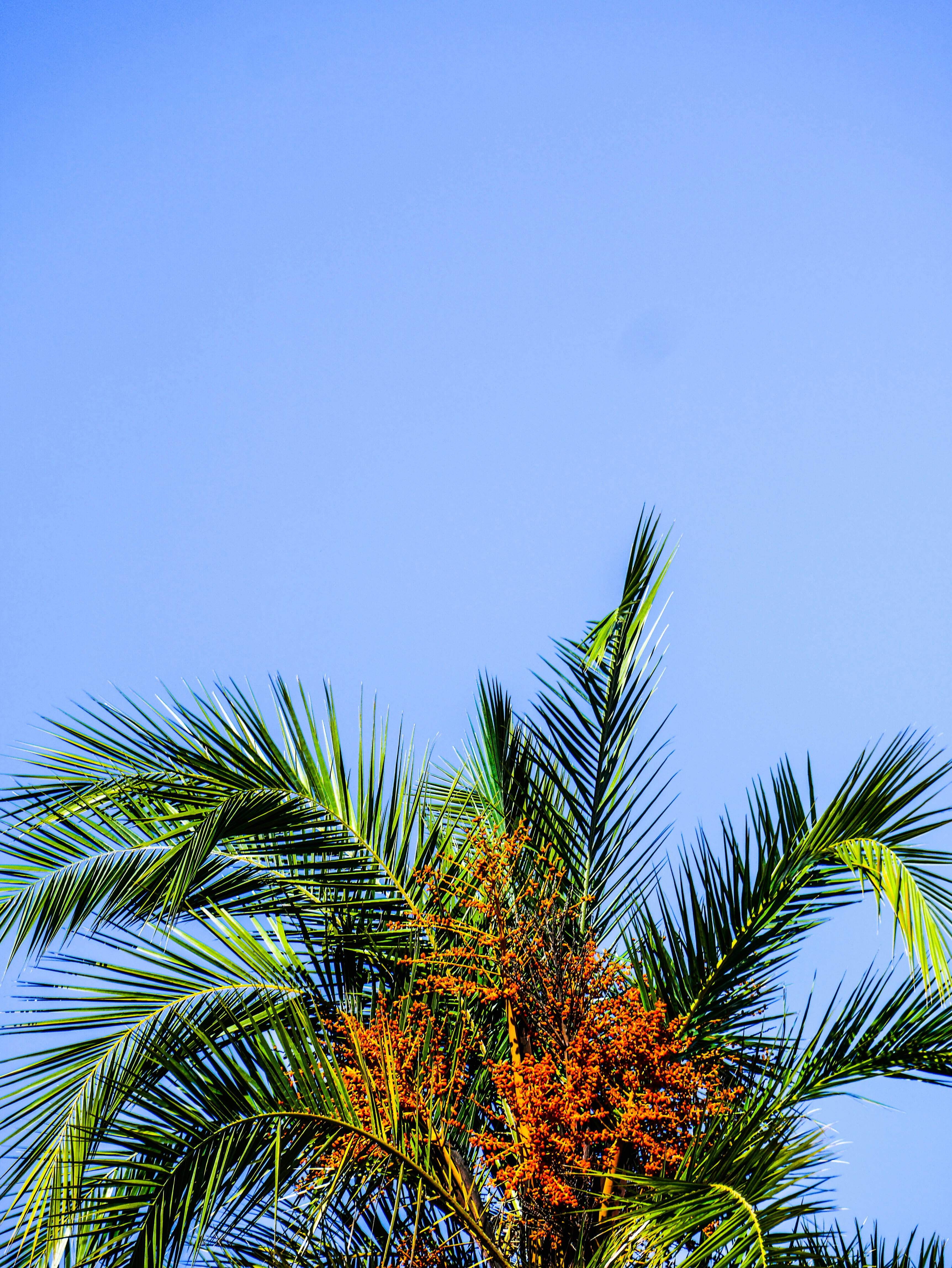 green palm tree under blue sky during daytime