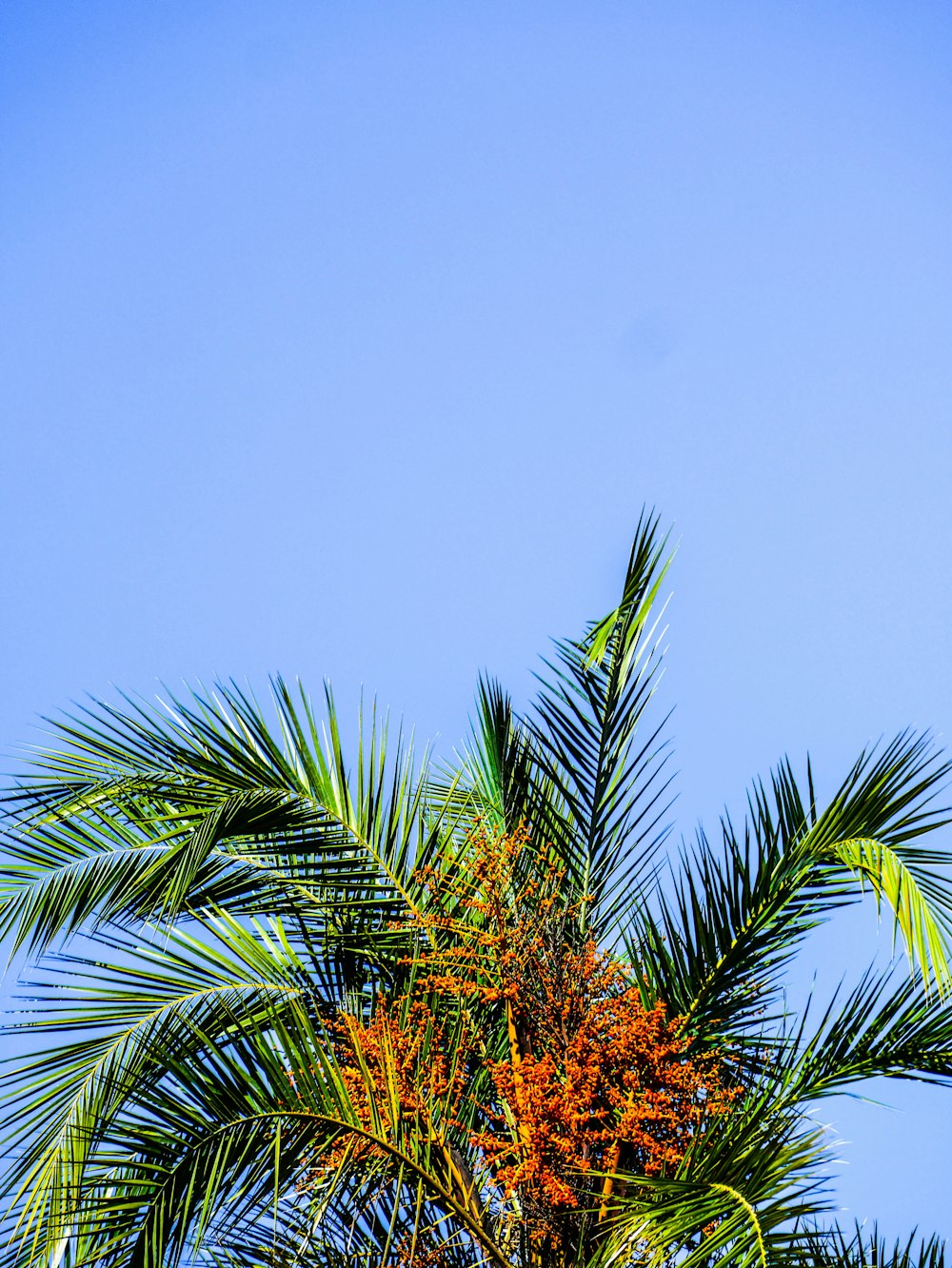 green palm tree under blue sky during daytime