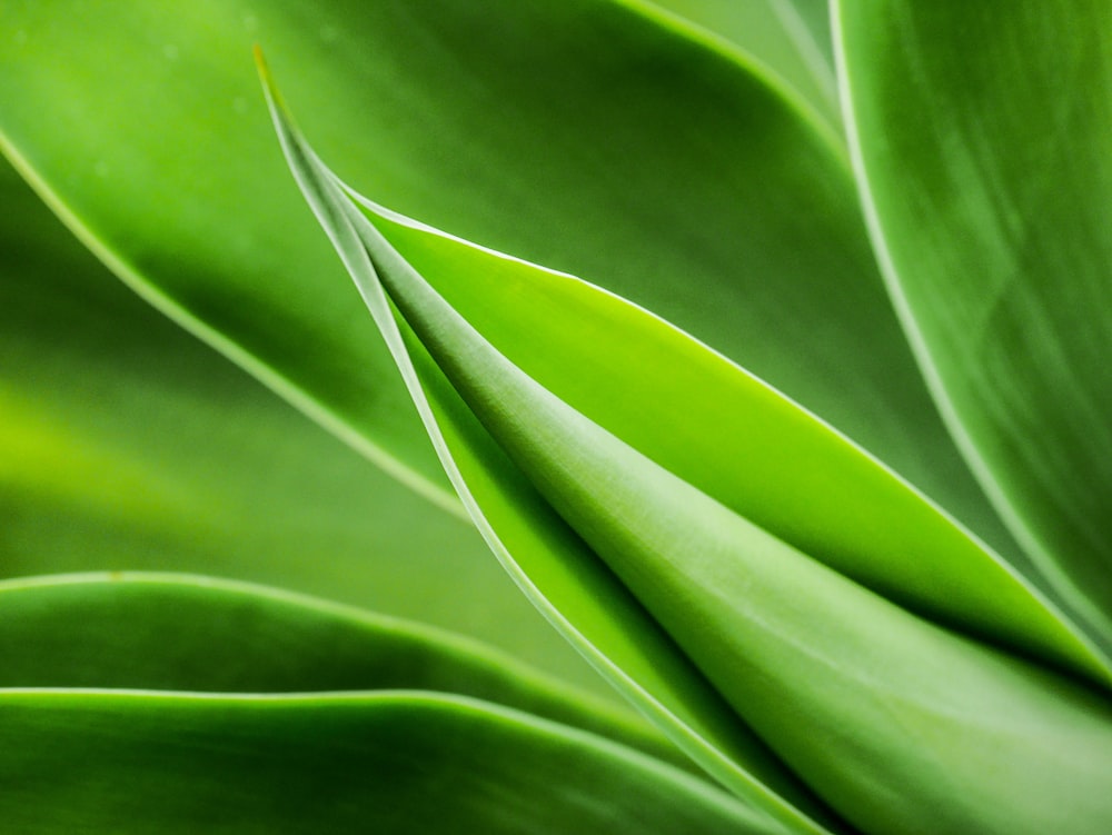 green leaf plant in close up photography