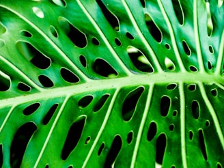Close-up of a leaf intricately carved by insects guided by gentle artist-created patterns.